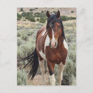 The Stallion Postcard
