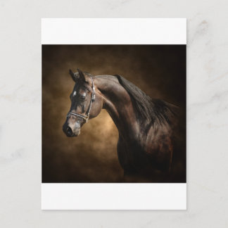 The Stallion Postcard