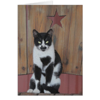 The Star - Black & White Cat on Wood Chair