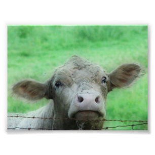The Steer Peeks Over the Fence Photo Print