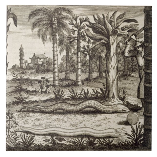 The Stone Snake, from 'China Illustrated' by Athan Tile (Front)