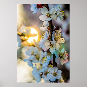 The Sun And Japanese Apricot Flowers Poster