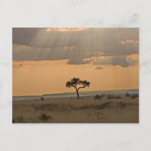 The sun rays lasering through the afternoon postcard