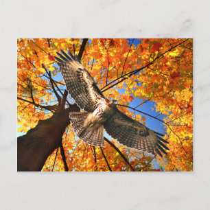 "The Sunday Hawk" Postcard