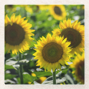 The Sunflower Field Glass Coaster