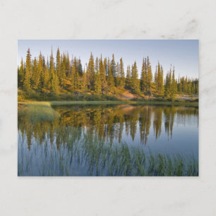 The sunrise illuminates trees on an unnamed postcard