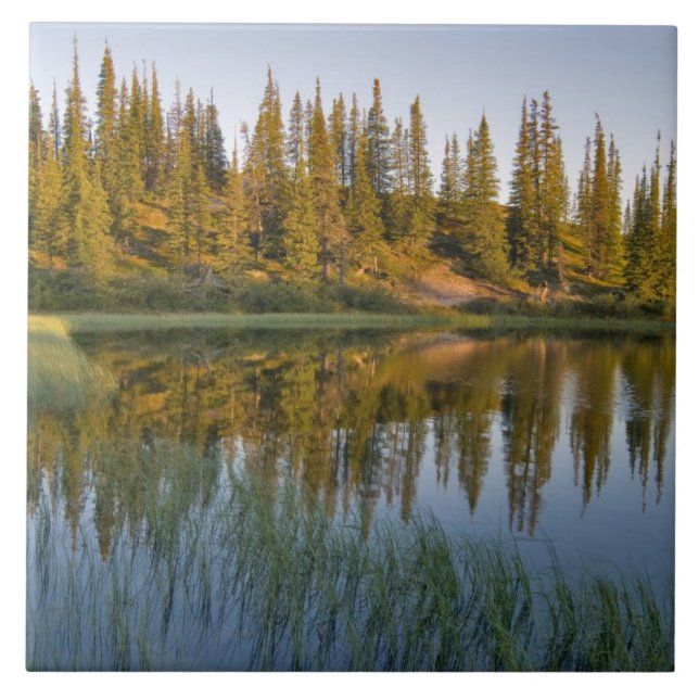 The sunrise illuminates trees on an unnamed tile (Front)