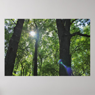 The Sunshine Bubble Poster