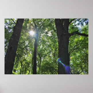 The Sunshine Bubble Poster