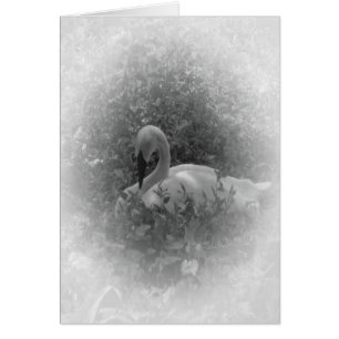 The Swan