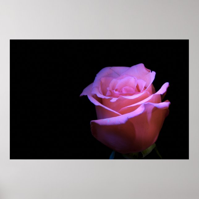 The Sweetest Flower that Blows... Poster (Front)