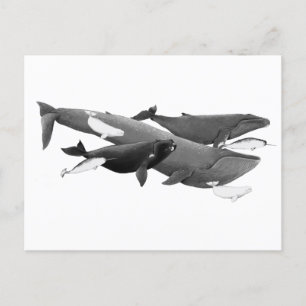 The Swim Of Whales Illustration Art  Postcard