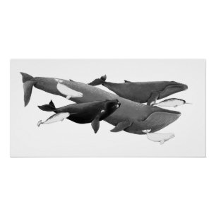 The Swim Of Whales Illustration Art Whale  Poster