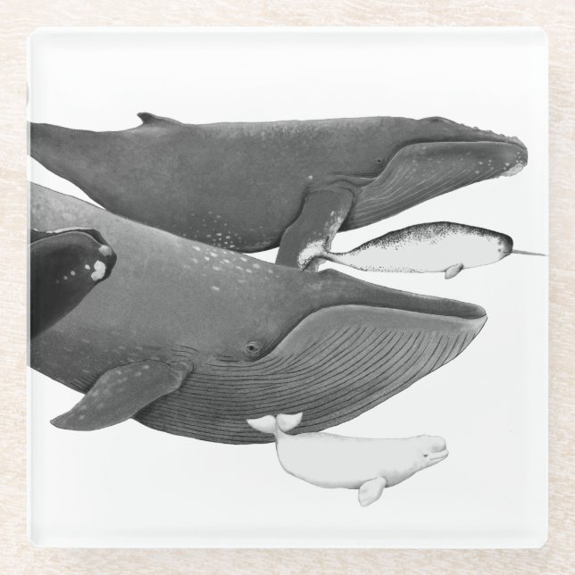 The Swim Of Whales Illustration Art Whale White   Glass Coaster (Front)