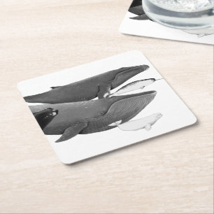 The Swim Of Whales Illustration Art Whale White   Square Paper Coaster