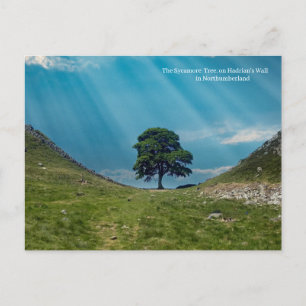 The Sycamore Tree Postcard