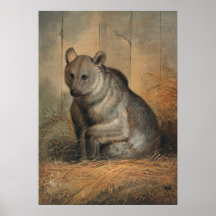 The Syrian Bear by Joseph Wolf