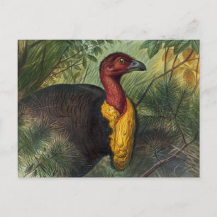 The Talegalla by Joseph Wolf Postcard