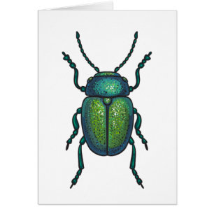 The tansy beetle