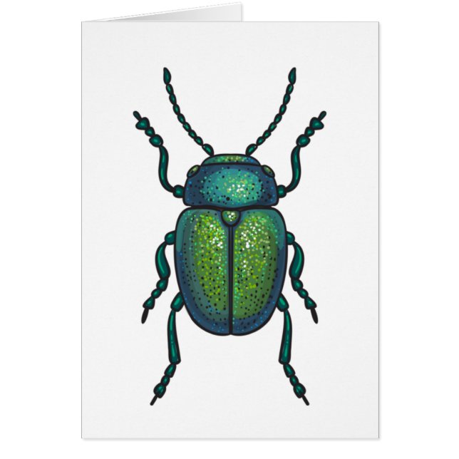 The tansy beetle (Front)