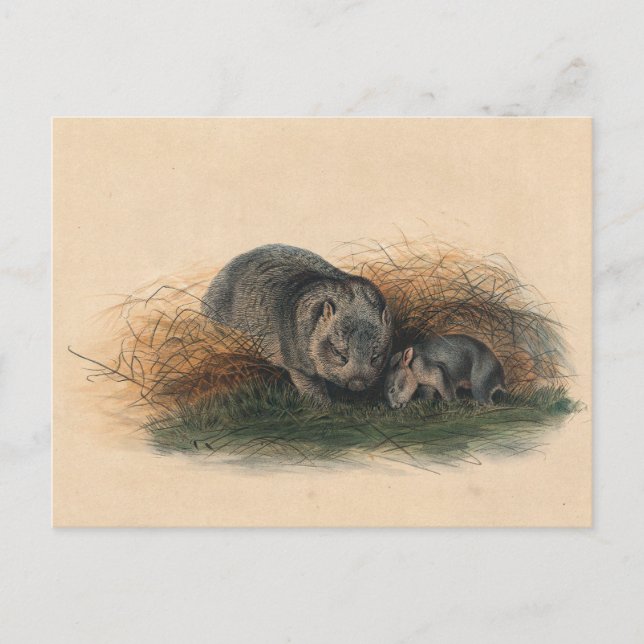 The Tasmanian Wombat by Joseph Wolf Postcard (Front)