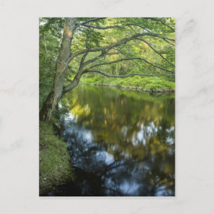 The Taunton River in Bridgewater, Postcard