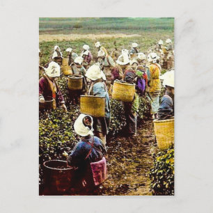 The Tea Pickers of Old Japan Vintage Hand Coloured Postcard