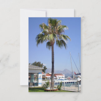 The territory of the yacht club Kemer with a palm