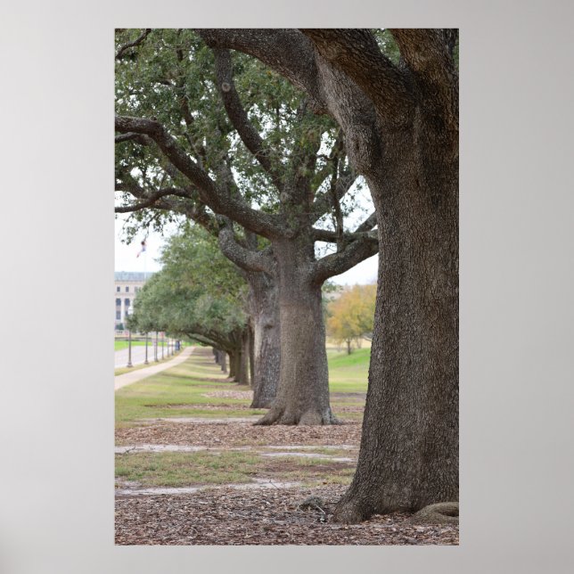 The Texas A&M Trees Poster (Front)
