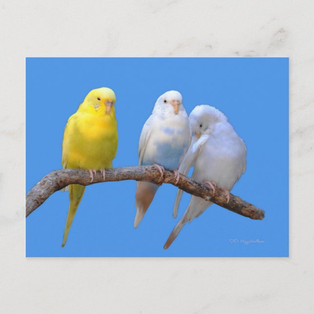 The Third Wheel Postcard (Front)