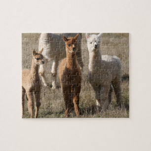 The Three Amigos, Alpaca-Style Jigsaw Puzzle