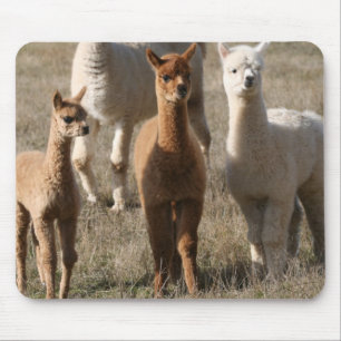 The Three Amigos, Alpaca-Style Mouse Mat