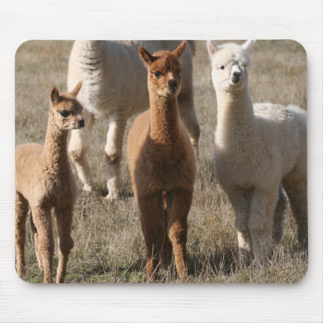 The Three Amigos, Alpaca-Style Mouse Mat (Front)