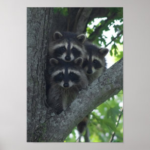 The Three Amigos Poster