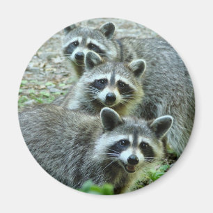 The Three Raccoons Magnet