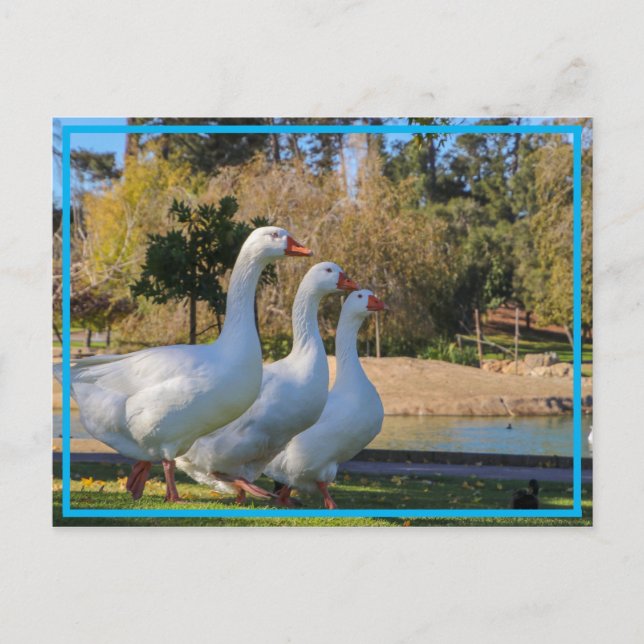 The Three Stooges Postcard (Front)