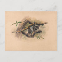 The Three-Toed Sloth by Joseph Wolf