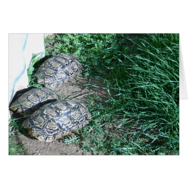 The Three  Tortoises  Card (Front Horizontal)