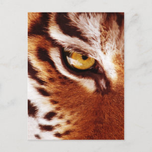 The Tiger's Eye Photograph Postcard