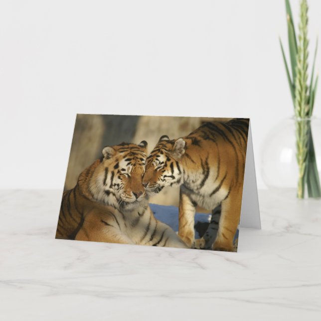 The Tigers Valentine Card (Front)