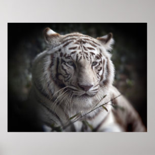 The Tiger's  Watchful Eye Poster