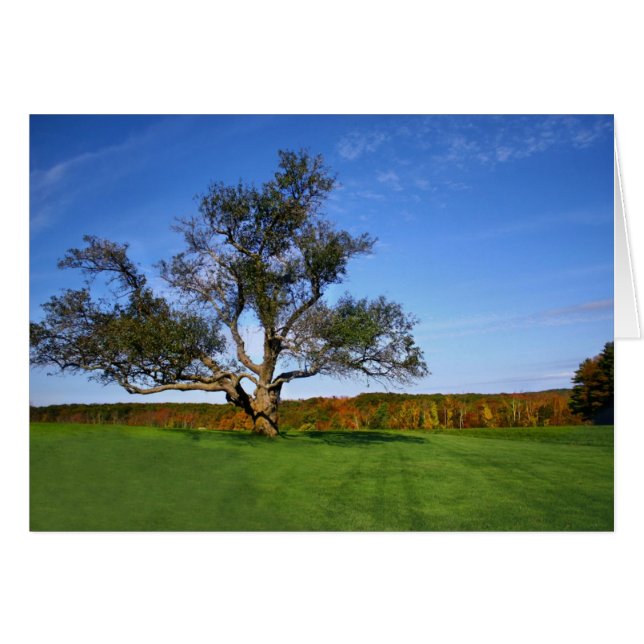 The Tree at Topsmead - Blank (Front Horizontal)