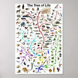 The tree of life educational poster