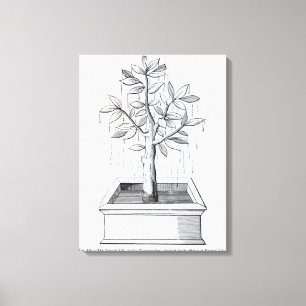 The Tree of Life, or the Weeping Tree Canvas Print