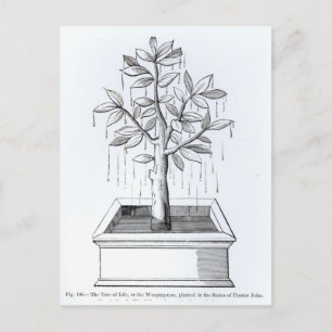 The Tree of Life, or the Weeping Tree Postcard