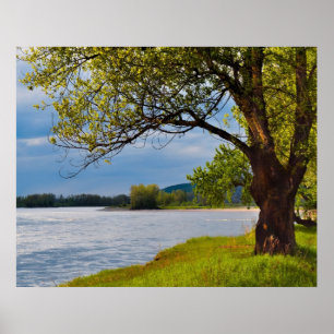 The Tree On The Bank Poster