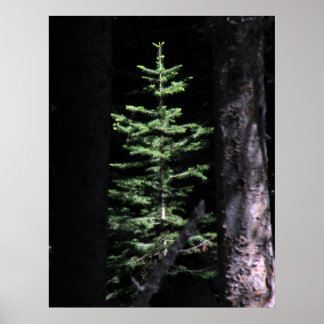 The tree poster