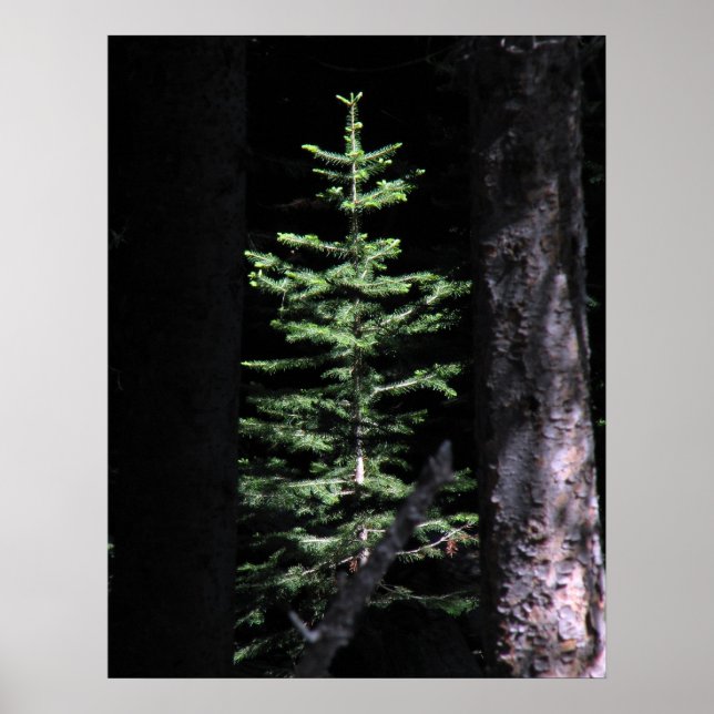 The tree poster (Front)