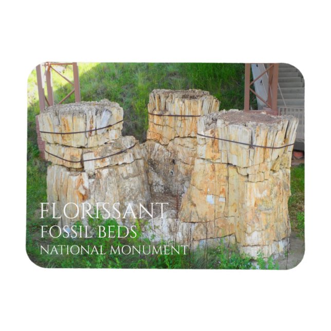 The Trio Tree Stumps Florissant Fossil Beds Magnet (Horizontal)