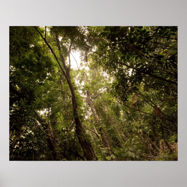 The tropical rainforest the Daintree River Poster (Front)